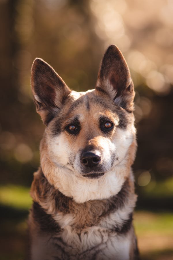 Choisir une assurance animaux tout en respectant son budget